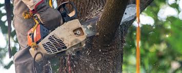  Lone Jack, MO Tree Services Pros