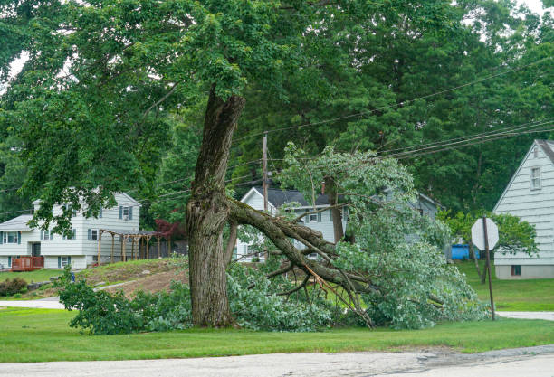 How Our Tree Care Process Works  in  Lone Jack, MO